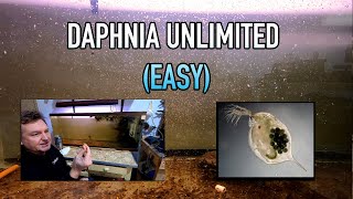 How I Raise Daphnia Water Fleas And You Can Too [upl. by Eldwun]