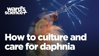 Caring and Culturing for Daphnia [upl. by Verla]