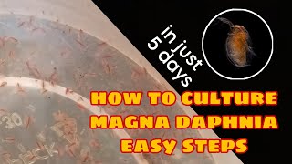 How to Culture Magna Daphnia Easily [upl. by Atinauq816]