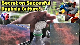 How to Culture Daphnia Successfully [upl. by Elke]