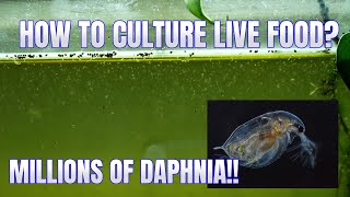 How to Culture Daphnia Secret Method to Breed MILLIONS  Simply Aquatic [upl. by Forkey]