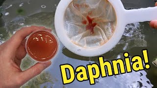 How I Culture Daphnia In Outdoor Tubs [upl. by Ignace]