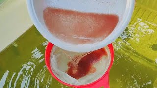 How to culture daphnia  Daphnia culture  How to grow daphnia outdoor [upl. by Guria]