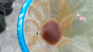 How to culture daphnia moina in a small container Part 1 English Subtitle [upl. by Ardnassac]