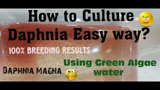 Daphnia MagnaHow to Culture Daphnia Easy wayCulturing Daphnia using Green water Daphnia [upl. by Jenn]