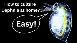 BEST Live Fish Food Beginner guide How to Culture Daphnia at home [upl. by Cloutman381]