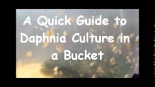 How to culture daphnia outside [upl. by Castillo]