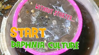 How to culture daphnia moina the easy way 1  Starting the Daphnia culture [upl. by Seldon521]