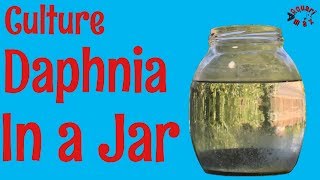 How to Culture Daphnia in a Jar [upl. by Gaskin]