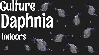 How to Culture Daphnia [upl. by Ainirtac416]