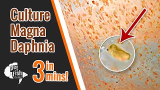 How to culture DAPHNIA MAGNA  The easy way [upl. by Aicetal]