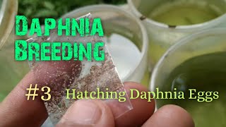 Daphnia Culture made simple and easy 3  Hatching Daphnia eggs [upl. by Lleuqram]