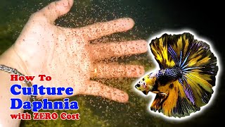 How to Culture Daphnia with ZERO Cost  Unlimited Live Food For Our Fish [upl. by Erimahs303]