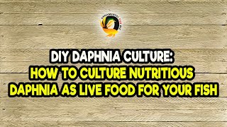 DIY Daphnia Culture How to Culture Nutritious Daphnia as Live Food for Your Fish [upl. by Winters22]