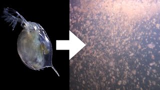 How I Culture Daphnia [upl. by Annetta223]