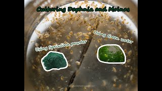 How To Culture Daphnia and Moinas using Green Water Spirulina powder [upl. by Sonja]