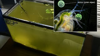 Raising Daphnia for the Freshwater Aquarium [upl. by Lauder]