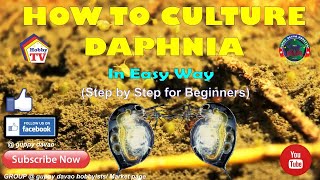 HOW TO CULTURE DAPHNIA In Easy Way [upl. by Acysej828]